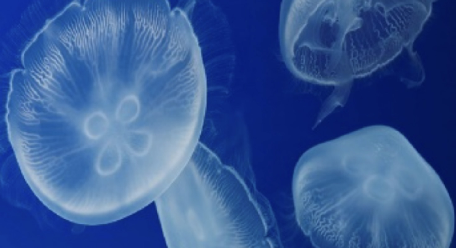 【親子限定】クラゲってなあに？　飼育員といっしょに観察してみよう！(海遊館)